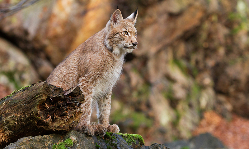 A lynx moving purposefully through a snowy landscape