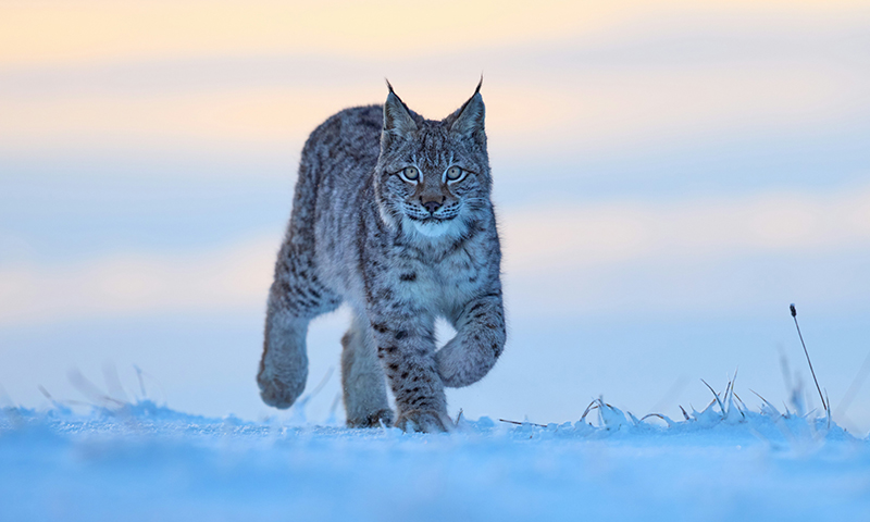 A lynx standing alert in a forest setting