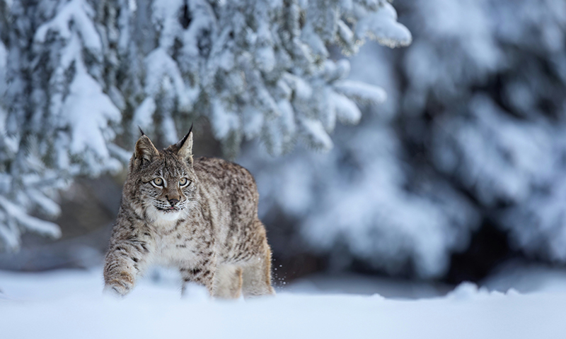 A lynx moving through a snowy forest